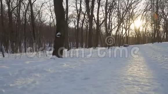 美丽的冬季公园视频的预览图