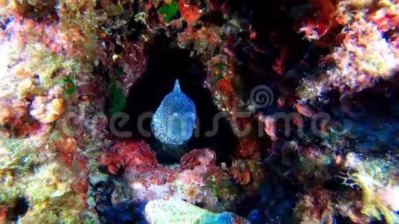 水下野生动物色彩斑斓的珊瑚礁中的莫雷鳗地中海潜水视频的预览图