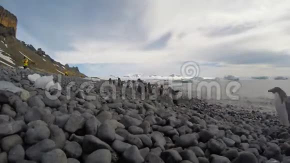 阿黛丽企鹅在海滩上散步视频的预览图