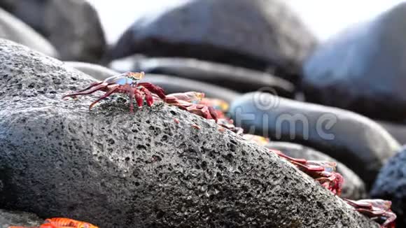 加拉帕戈斯萨利光脚螃蟹在冲浪特写视频的预览图