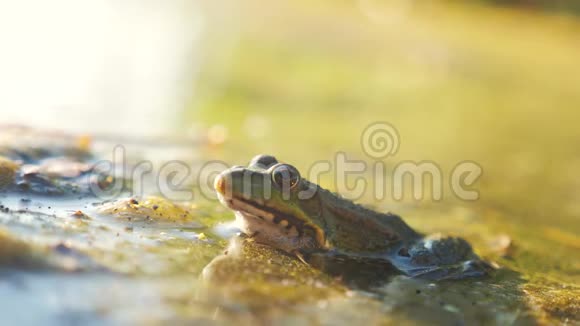 沼泽里池塘里的绿蛙拉娜埃斯古丽塔青蛙在水中对自然的影响动物野生生活方式概念视频的预览图