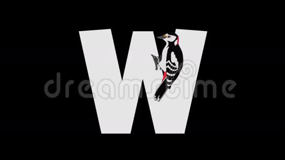 字母W和啄木鸟前景视频的预览图