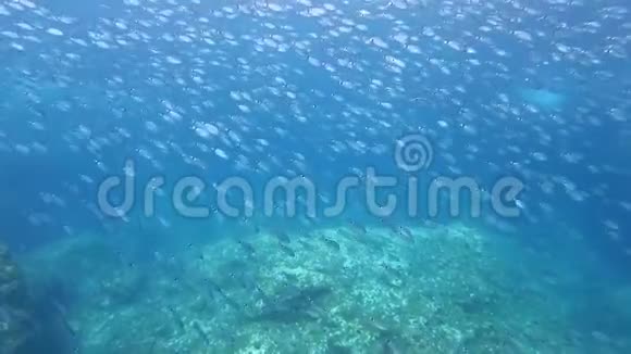 地中海的大鱼学校视频的预览图