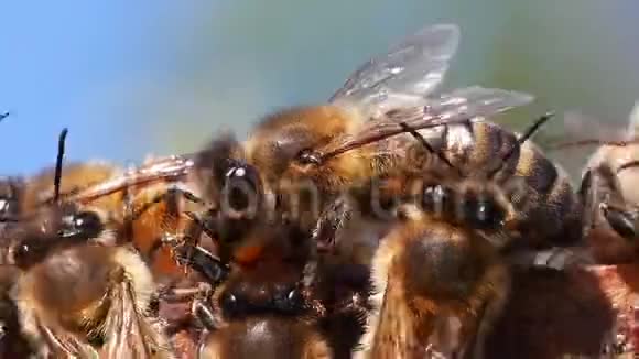 欧洲蜂蜜蜂意大利蜜蜂诺曼底蜜蜂实时视频的预览图