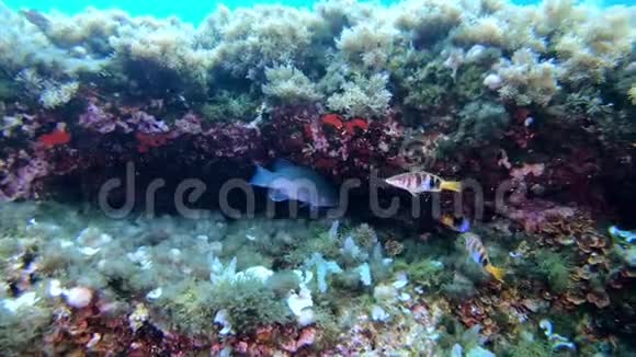 水下场景地中海珊瑚礁中的小鱼视频的预览图