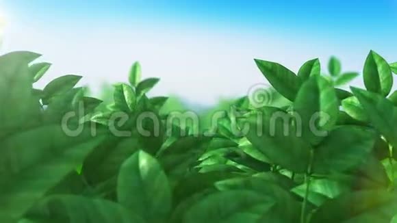 飞过美丽的绿色植被在风中摇曳生态循环三维动画高清1080视频的预览图