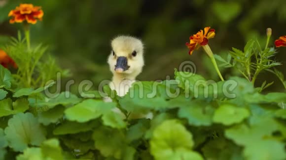 在绿草中可爱的小鹅视频的预览图