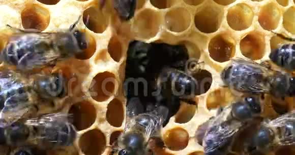 欧洲蜂蜜蜜蜂意大利蜜蜂葡萄蜜蜂诺曼底蜜蜂实时视频的预览图