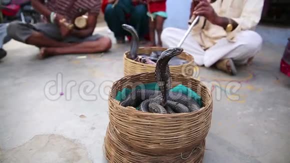眼镜蛇附魔蛇迷视频的预览图