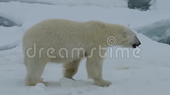 北极熊在北极行走视频的预览图