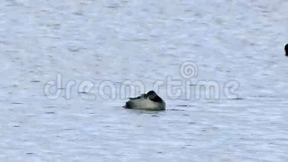 黑鸟鸭野生浮于湖中自然芦苇条件下视频的预览图