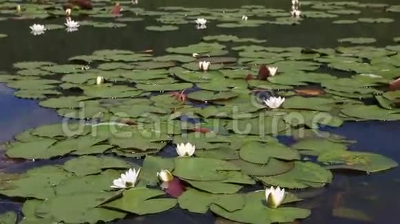 曼哲罗克湖上美丽的睡莲视频的预览图