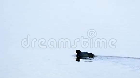 鸭黑鸟野生漂浮在水中的湖泊自然芦苇条件视频的预览图