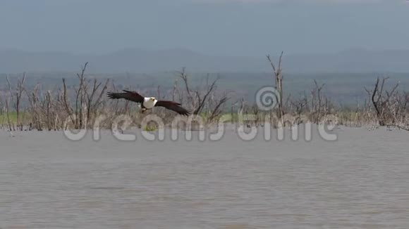非洲猎鱼犬飞行中的成年爪中的鱼在肯尼亚巴林戈湖捕鱼视频的预览图