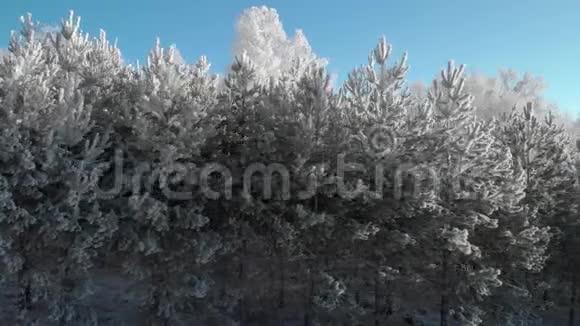 一片美丽的冬霜森林那里的树木都是白色的霜冻视频的预览图