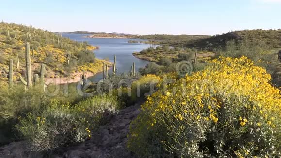 亚利桑那州的春天视频的预览图