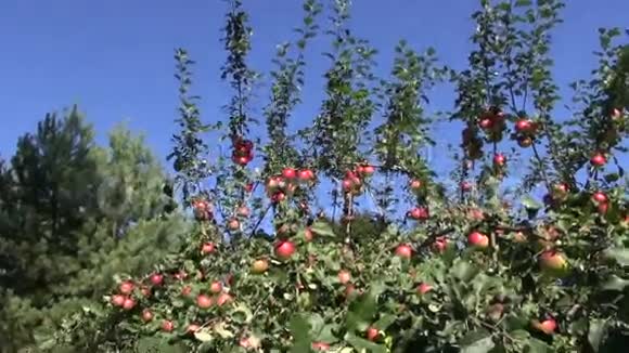 苹果树上成熟的苹果视频的预览图