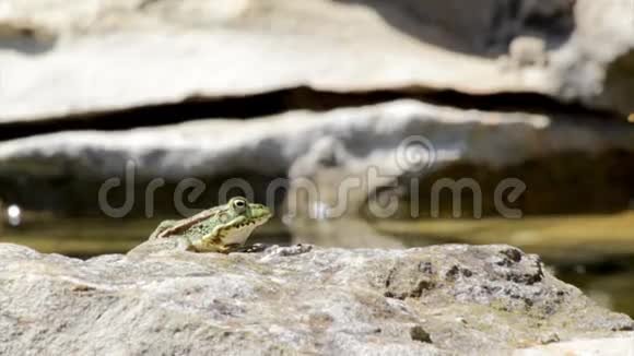 普通青蛙坐在花园池塘边跳着视频的预览图