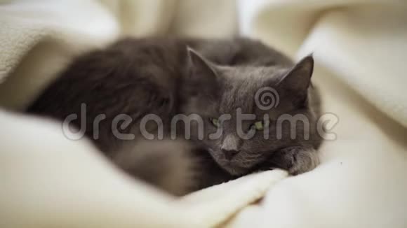 睡在沙发上的美丽的灰毛绒猫视频的预览图