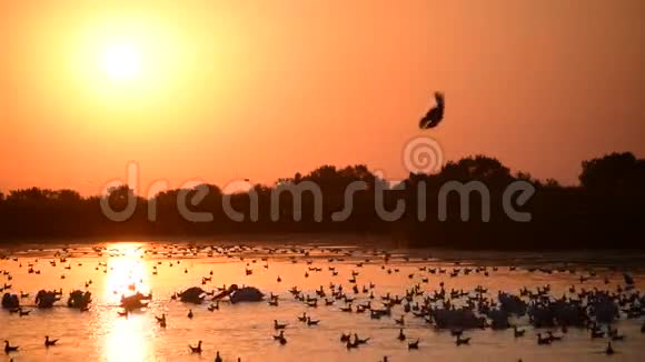 黎明时分和海鸥在水面上视频的预览图