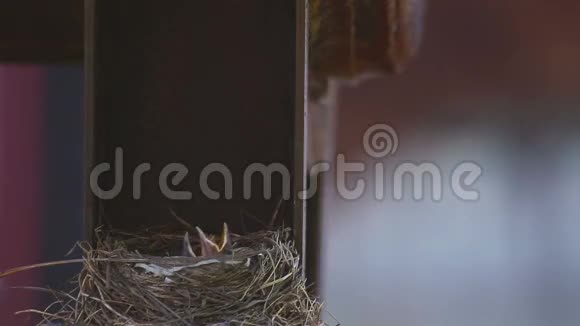 鸟巢上的女场视频的预览图