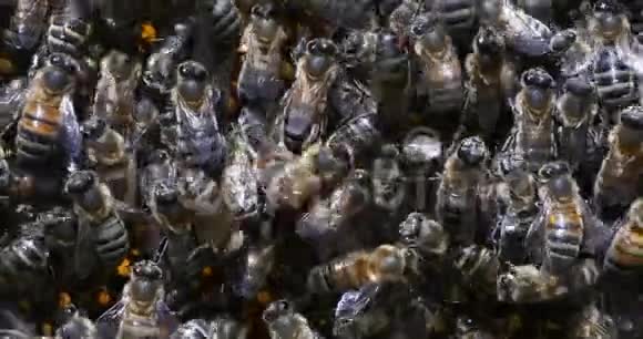 欧洲蜂蜜蜂蜜蜂蜜蜂在肺泡上工作诺曼底实时视频的预览图