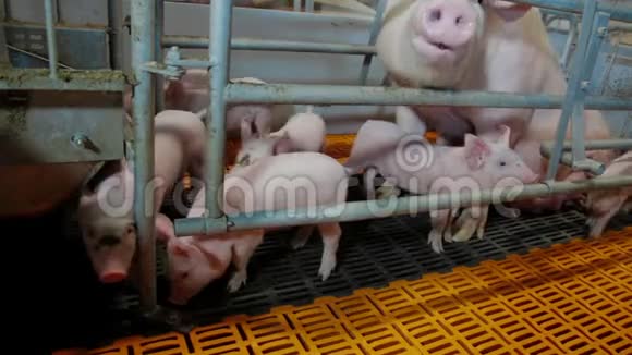 集约化养猪业视频的预览图