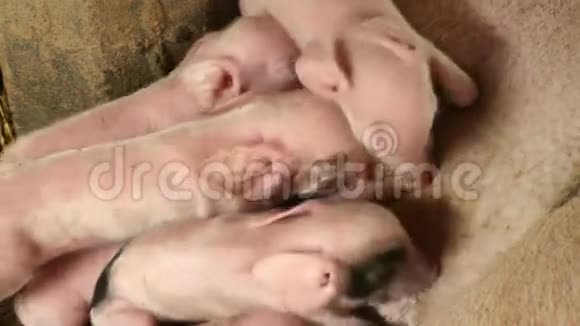 母猪喂小猪小猪小猪视频的预览图