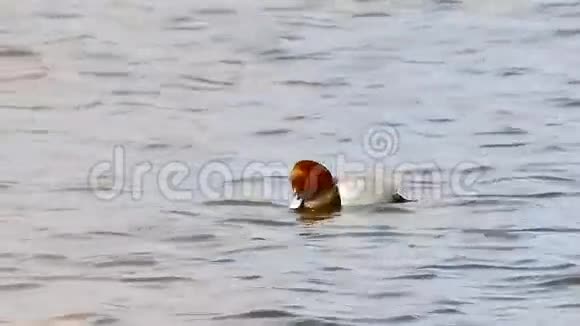 野鸭在天然湖泊芦苇条件下漂浮在水中视频的预览图
