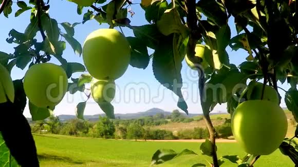 夏天树上的苹果视频的预览图