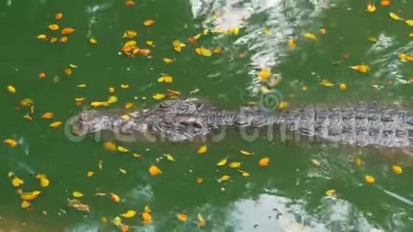 鳄鱼游泳在绿色沼泽水中泥泞的沼泽河泰国亚洲视频的预览图