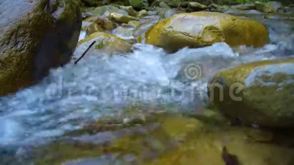 森林山溪视频的预览图