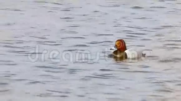 在天然湖泊芦苇条件下野鸭在水中漂浮视频的预览图