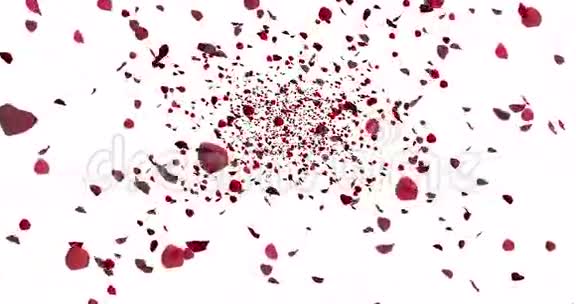 白色背景爱情和情人节的红艳艳的花瓣玫瑰飞舞视频的预览图