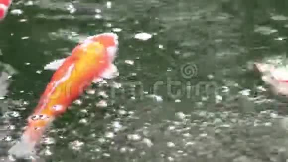 自然美品种观赏锦鲤鱼游泳视频的预览图
