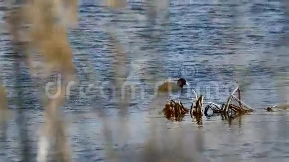 鸟黑色野鸭在湖中漂浮自然芦苇条件视频的预览图