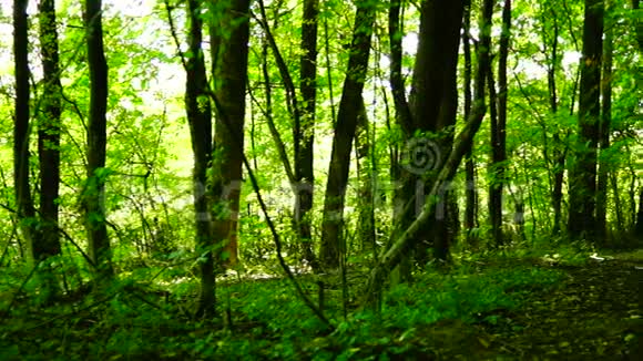 下午阳光明媚的森林里的树木潘视频的预览图