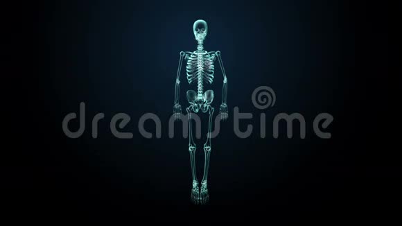 旋转人体骨骼结构骨系统蓝色X射线光图像视频的预览图