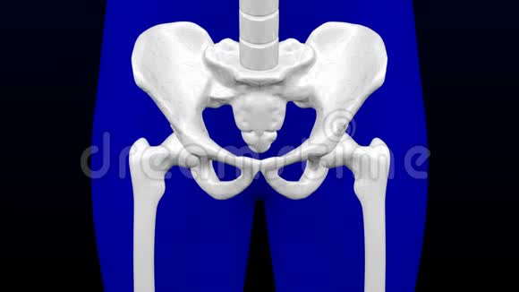 健康骨骼和骨质疏松骨骼3D绘制视频的预览图