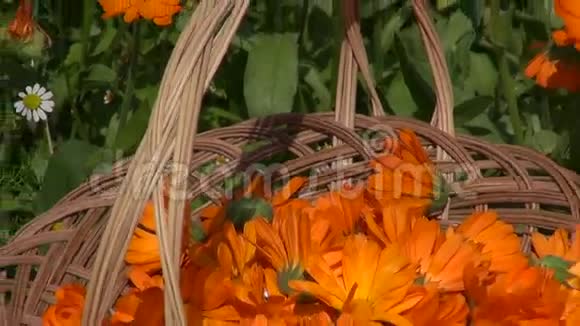 柳条篮中的万寿菊药材视频的预览图