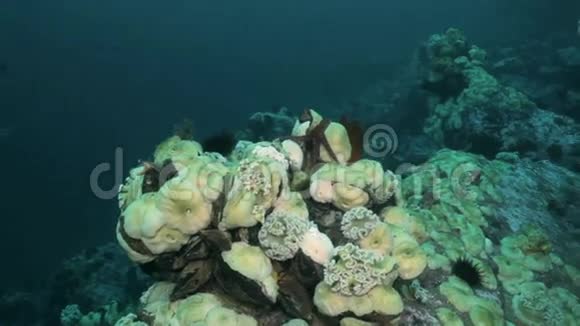 海底岩石中的海葵和海葵视频的预览图