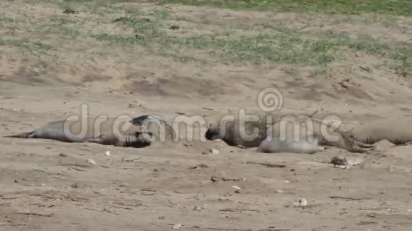 海滩上的海狮视频的预览图