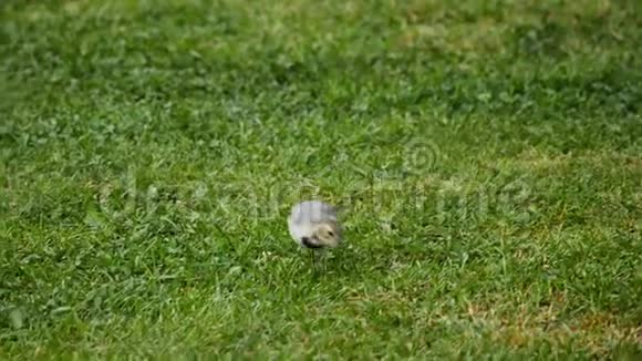 白色的瓦尾莫塔西拉阿尔巴在草地上视频的预览图