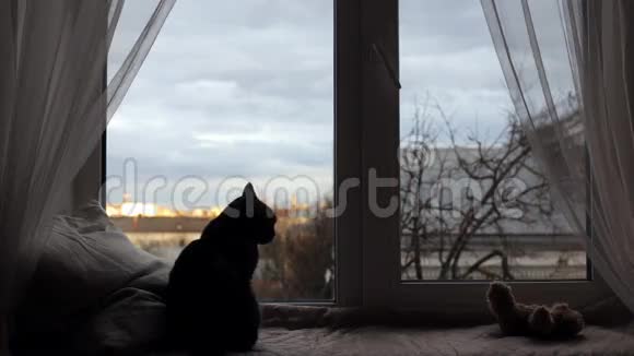 窗台上的猫视频的预览图