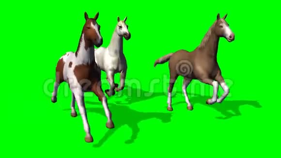 绿色屏幕上有几匹飞驰的马视频的预览图