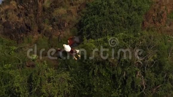 非洲鱼鹰鱼鹰飞行中的成年鱼爪鱼在肯尼亚巴林戈湖捕鱼视频的预览图