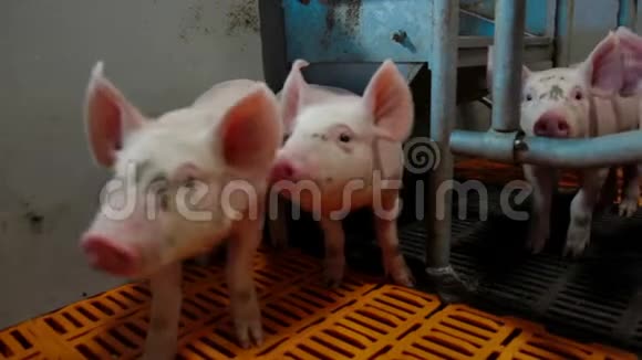 集约化养猪业视频的预览图