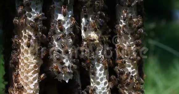 欧洲蜜蜂蜜蜂蜜蜂野生射线上的蜜蜂在肺泡上工作的蜜蜂诺曼底的野生蜂巢实时4K视频的预览图