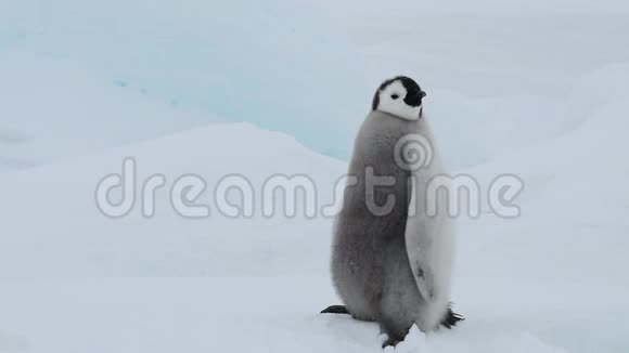 南极洲冰天雪地上的帝企鹅小鸡视频的预览图