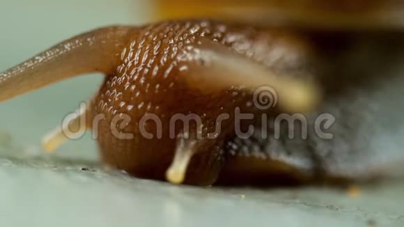 花园蜗牛爬行宏观视频的预览图